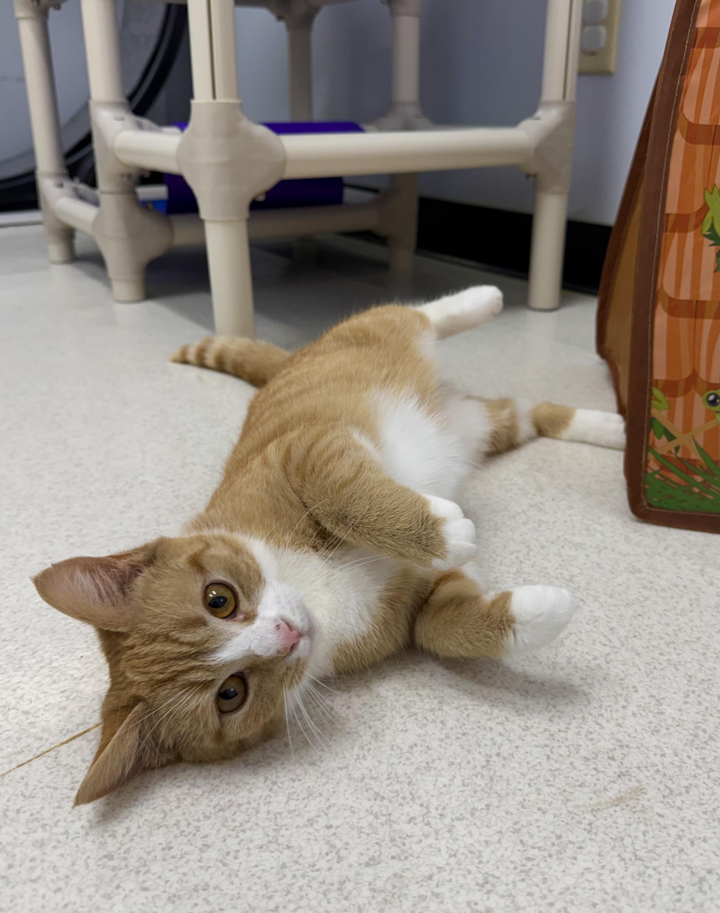 Roo, adopted, Young Female Domestic Short Hair.