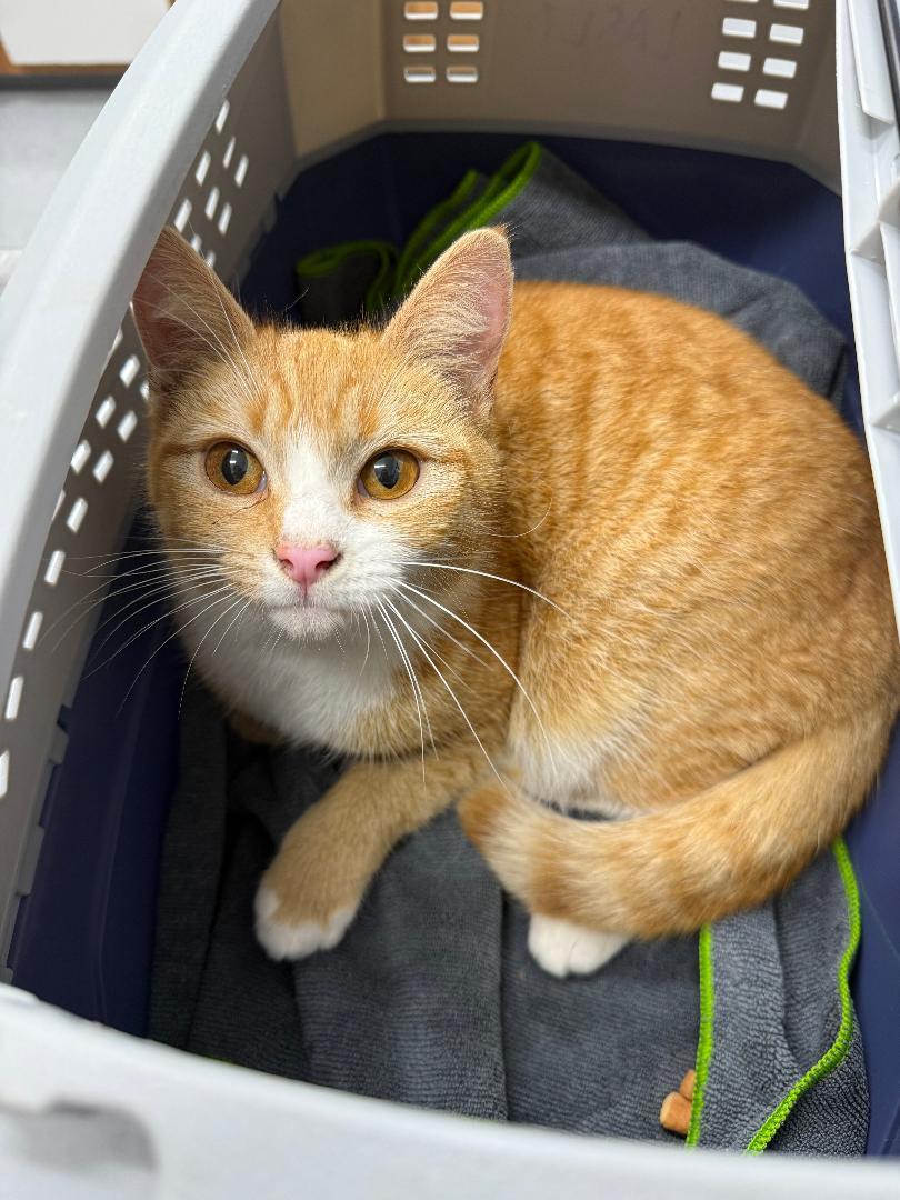 Enlarge Roo, a ADOPTABLE Domestic Short Hair in Mount Vernon, OH image 1/1