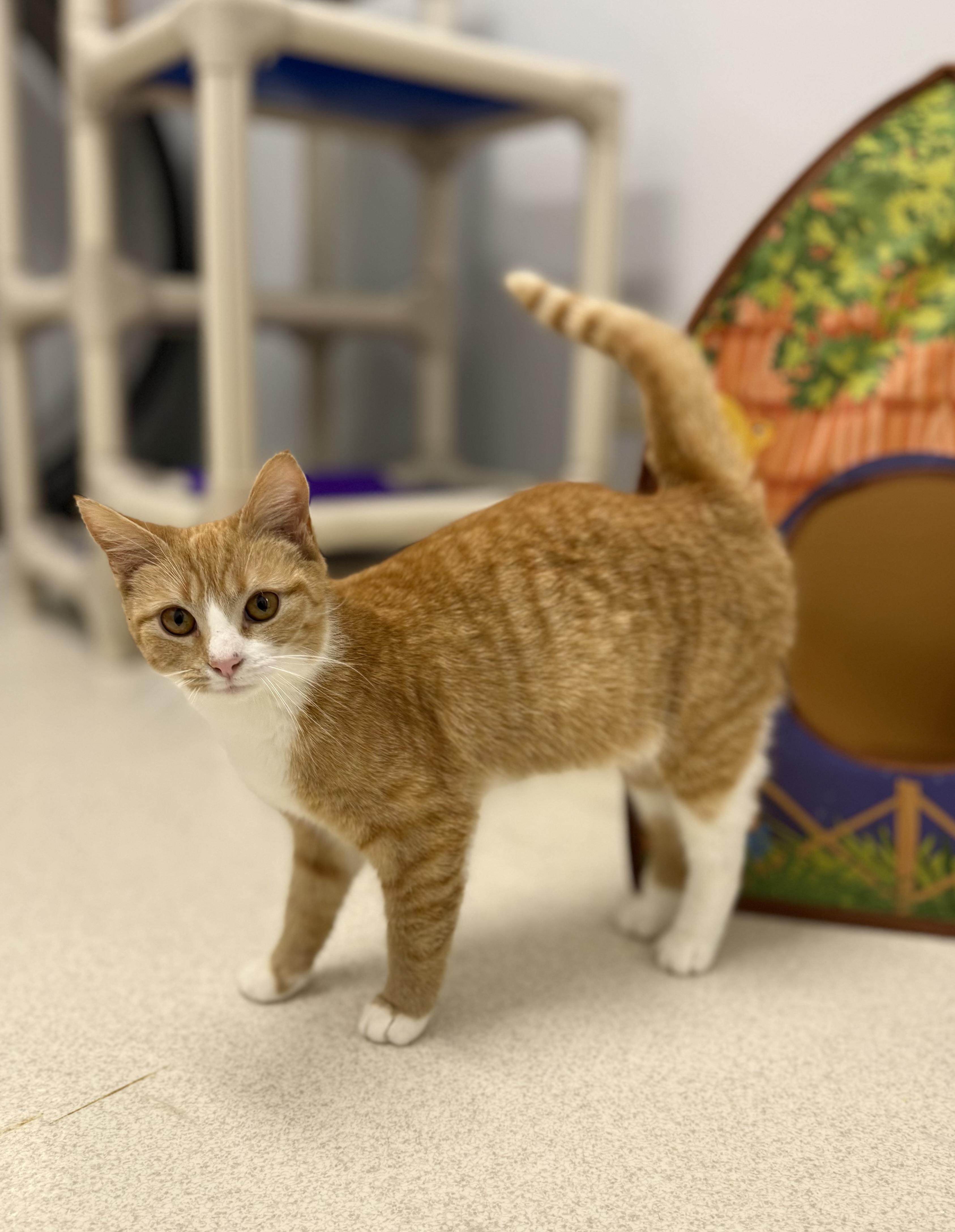 Enlarge Roo, an adopted Domestic Short Hair in Mount Vernon, OH image 2/3