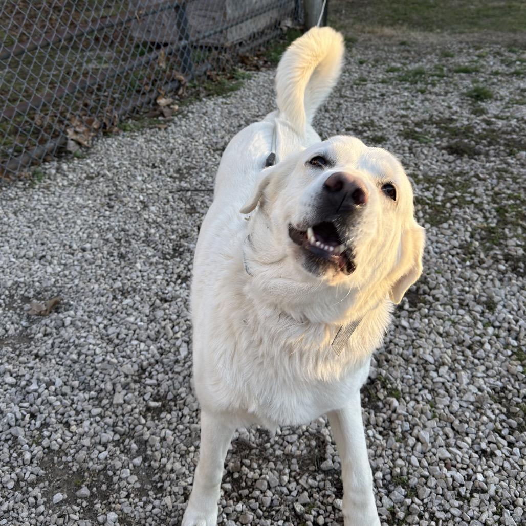 Enlarge Mazikeen, a Adoptable Great Pyrenees in St. Clair, MO image 1/6