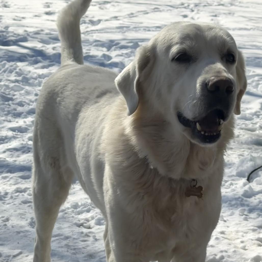 Enlarge Mazikeen, a Adoptable Great Pyrenees in St. Clair, MO image 2/6