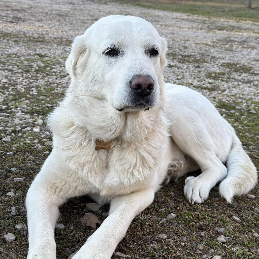 Enlarge Mazikeen, a Adoptable Great Pyrenees in St. Clair, MO image 2/6