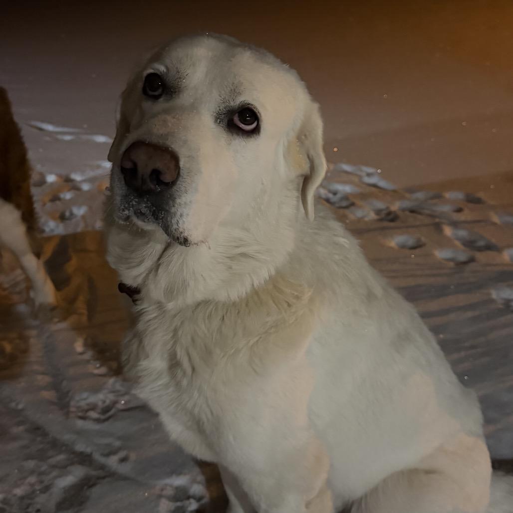 Enlarge Mazikeen, a Adoptable Great Pyrenees in St. Clair, MO image 3/6
