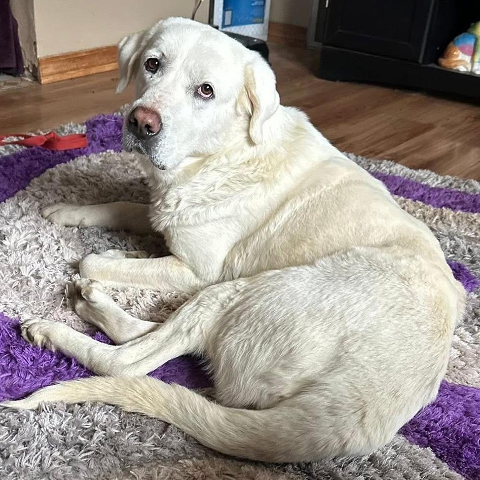 Mazikeen, Adoptable, Adult Female Great Pyrenees.