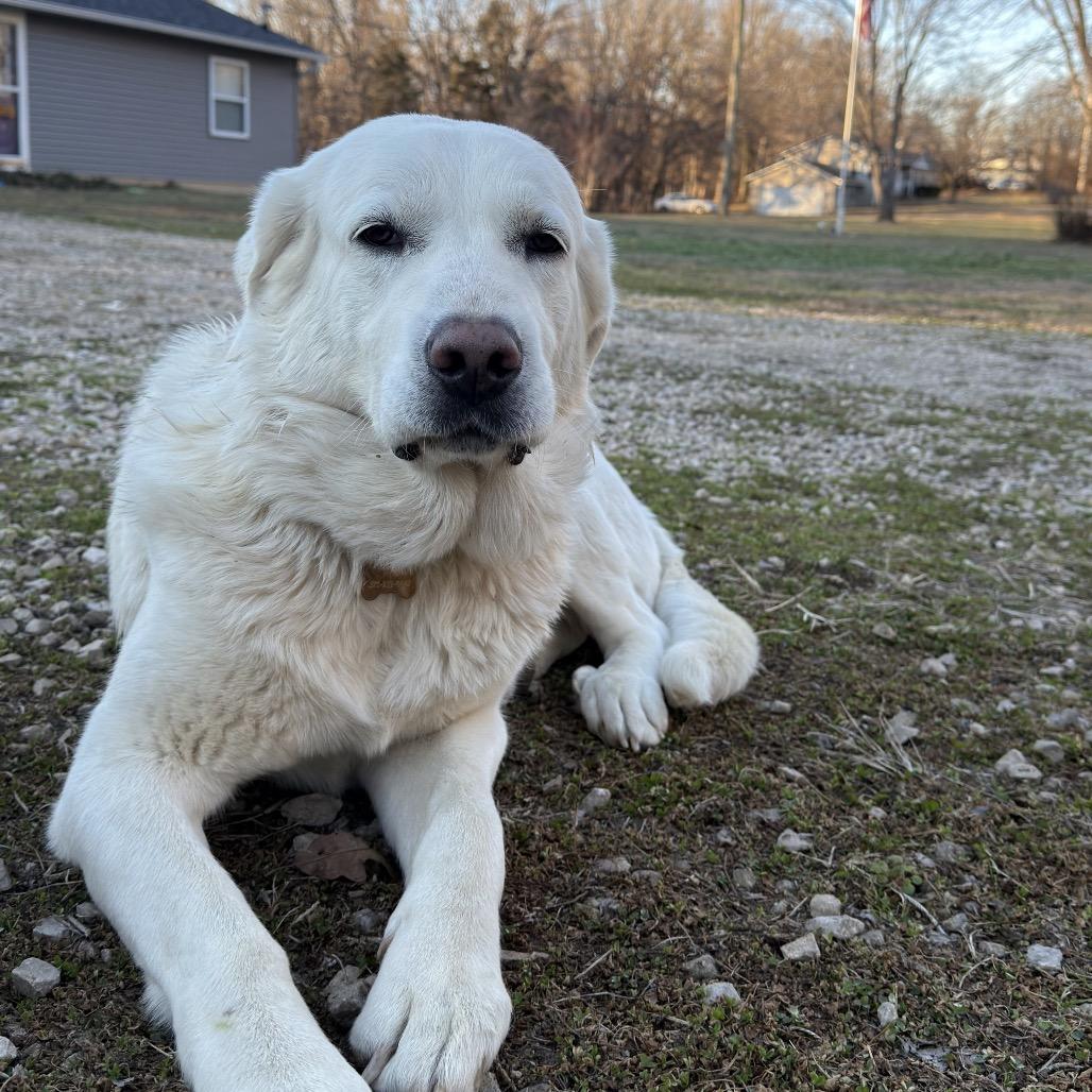 Enlarge Mazikeen, a Adoptable Great Pyrenees in St. Clair, MO image 5/6