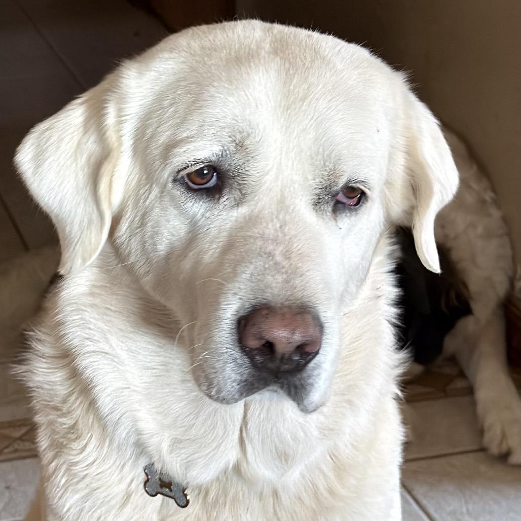 Enlarge Mazikeen, a Adoptable Great Pyrenees in St. Clair, MO image 6/6