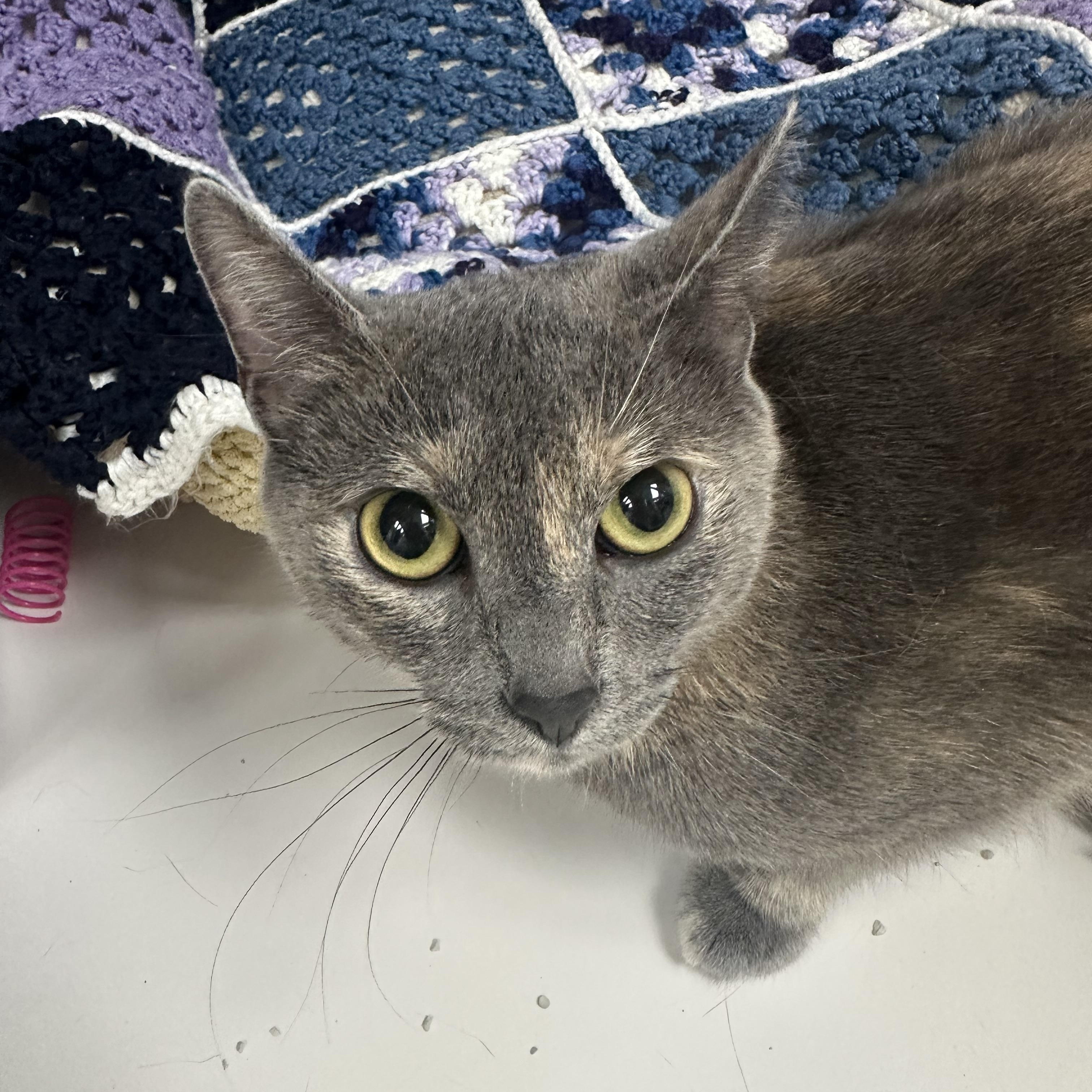 Enlarge Sandy, a Adopted Domestic Short Hair in Colonia, NJ image 4/5