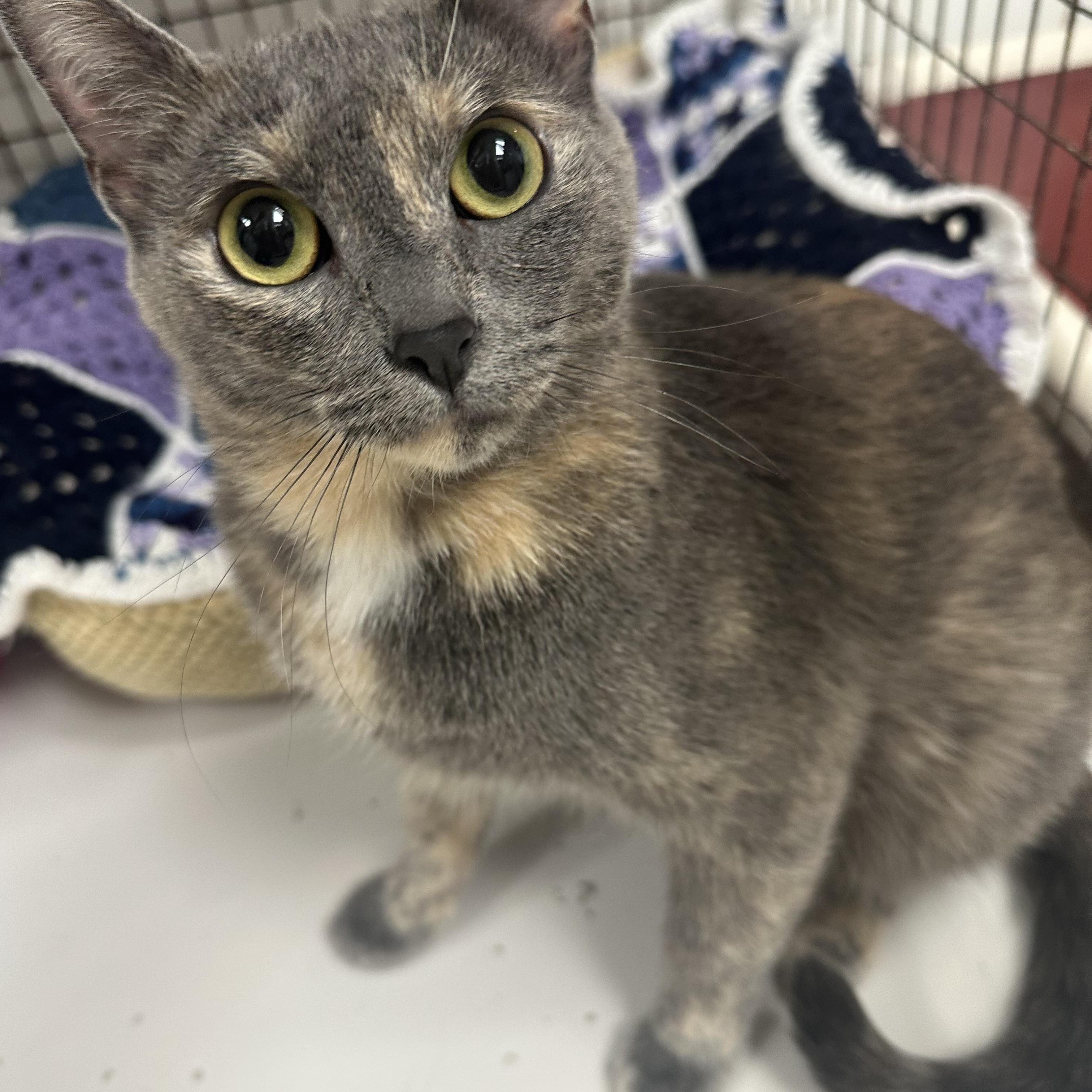 Enlarge Sandy, a Adopted Domestic Short Hair in Colonia, NJ image 5/5