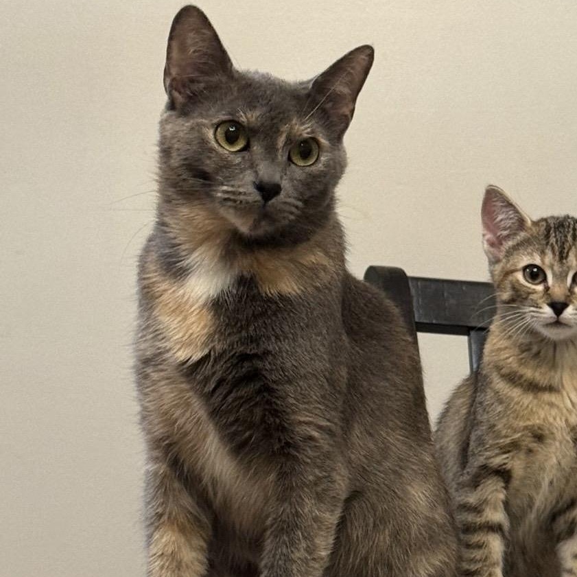 Enlarge Sandy, a Adopted Domestic Short Hair in Colonia, NJ image 2/5