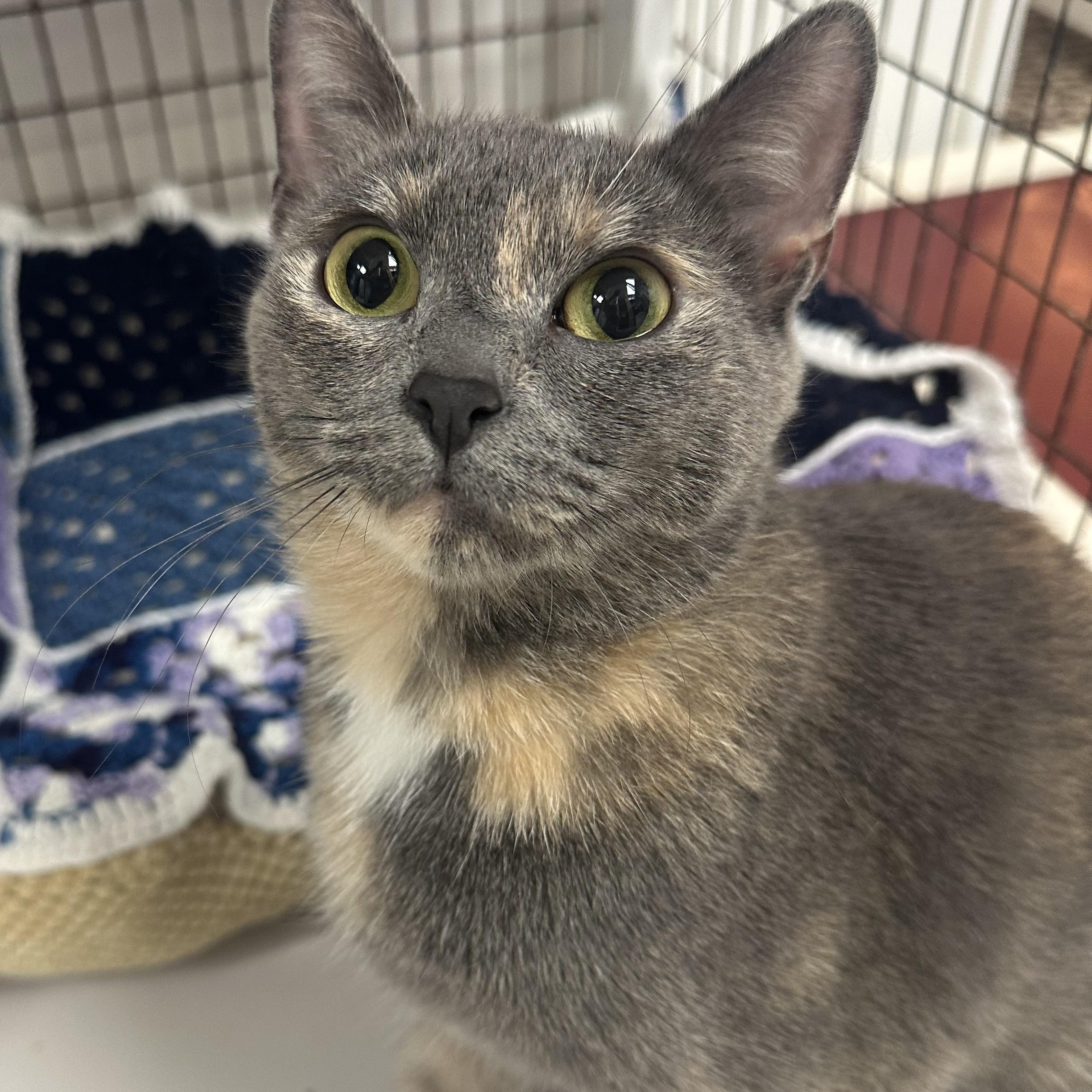 Enlarge Sandy, a Adopted Domestic Short Hair in Colonia, NJ image 3/5