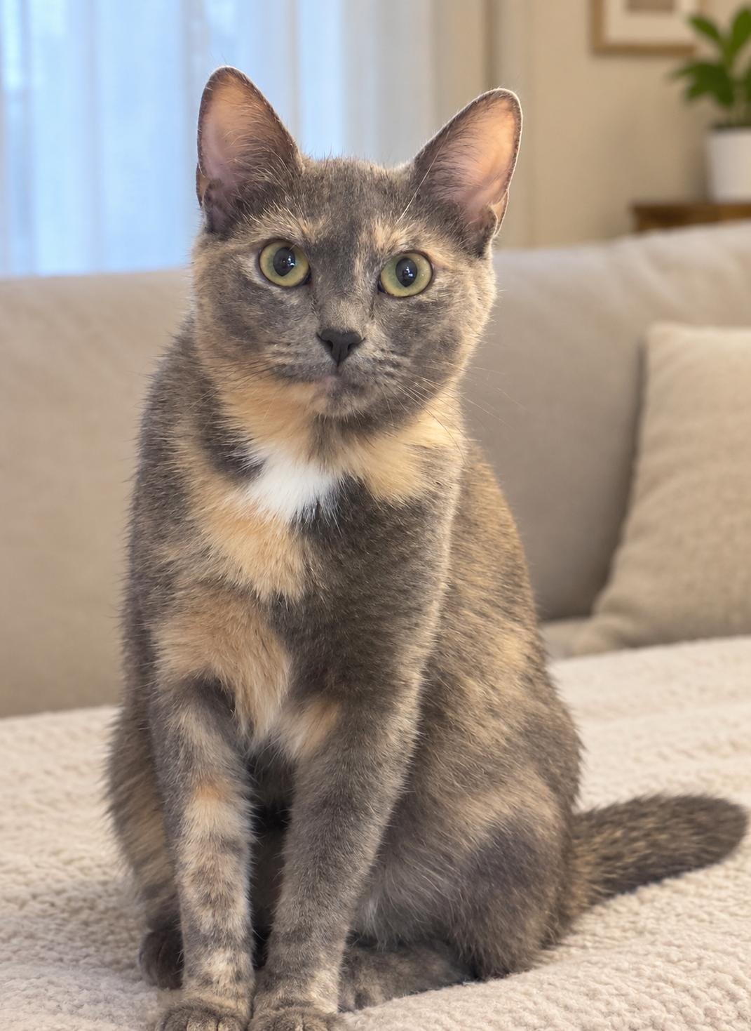 Sandy, Adopted, Adult Female Domestic Short Hair.