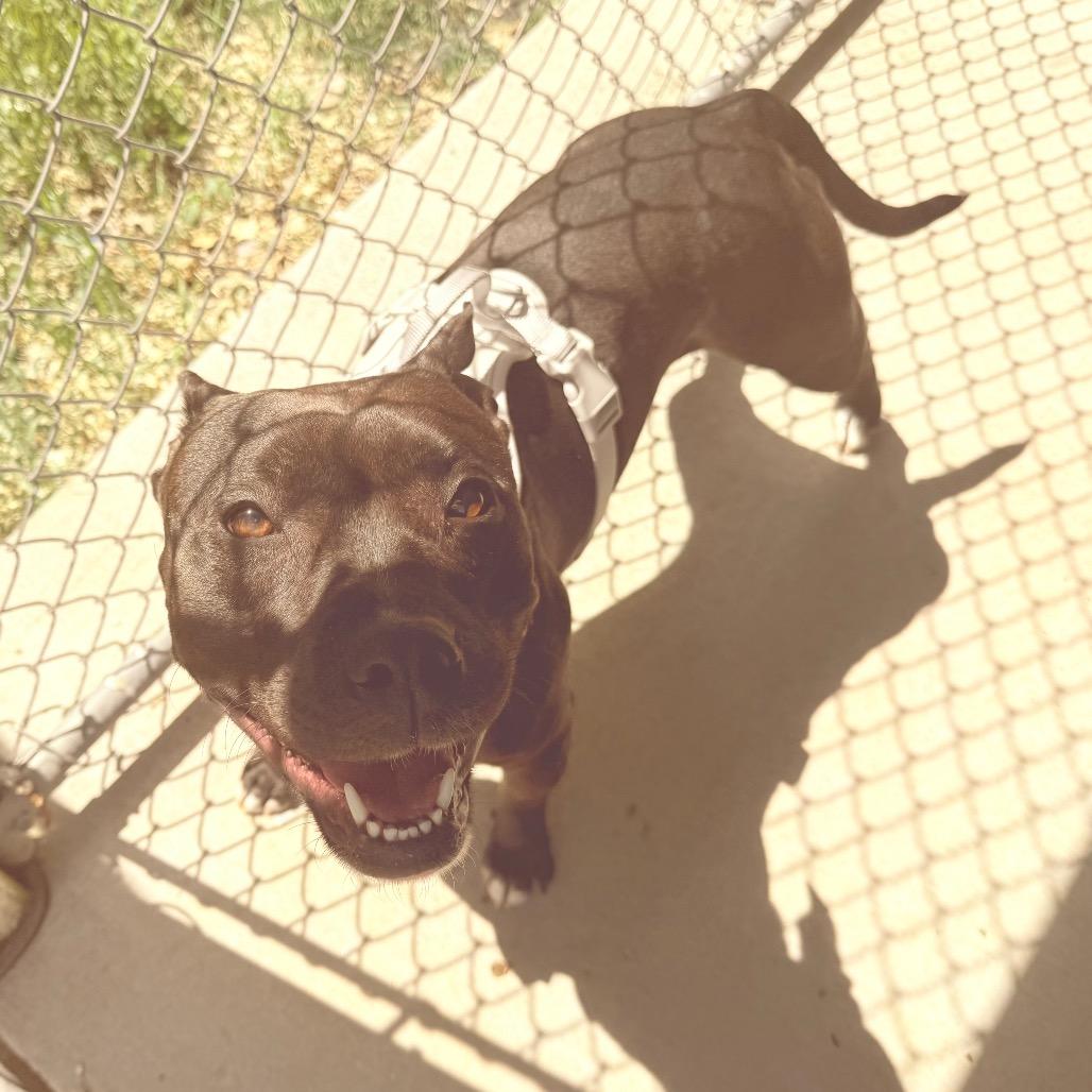 Gemma, Adoptable, Young Female American Staffordshire Terrier.