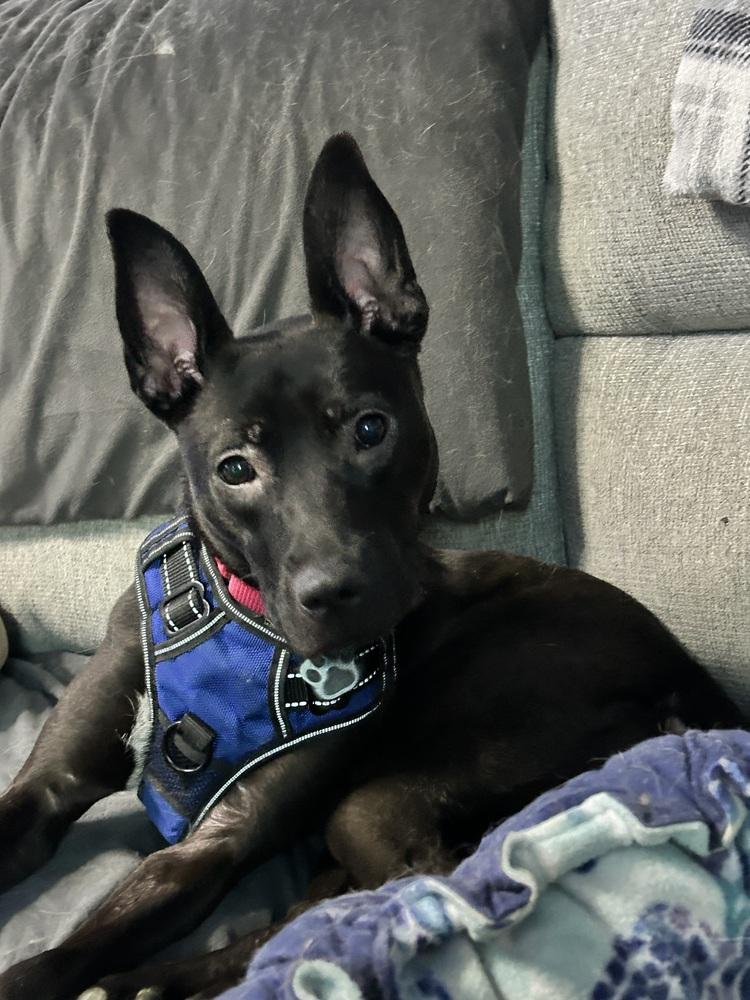 Enlarge Roxy, a Adoptable mixed breed in Union Grove, WI image 1/4
