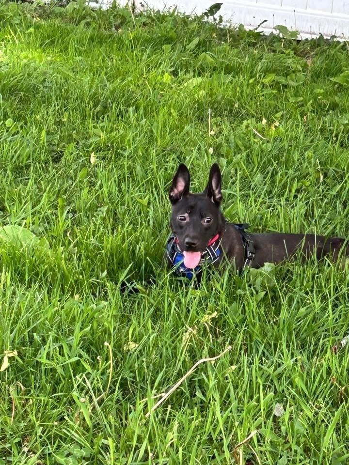 Enlarge Roxy, a Adoptable mixed breed in Union Grove, WI image 2/4