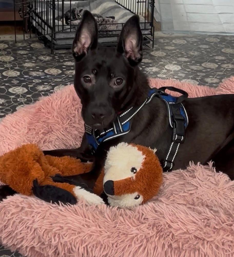 Enlarge Roxy, a Adoptable mixed breed in Union Grove, WI image 3/4