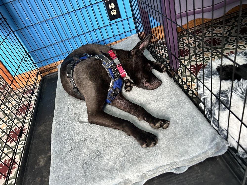 Enlarge Roxy, a Adoptable mixed breed in Union Grove, WI image 4/4