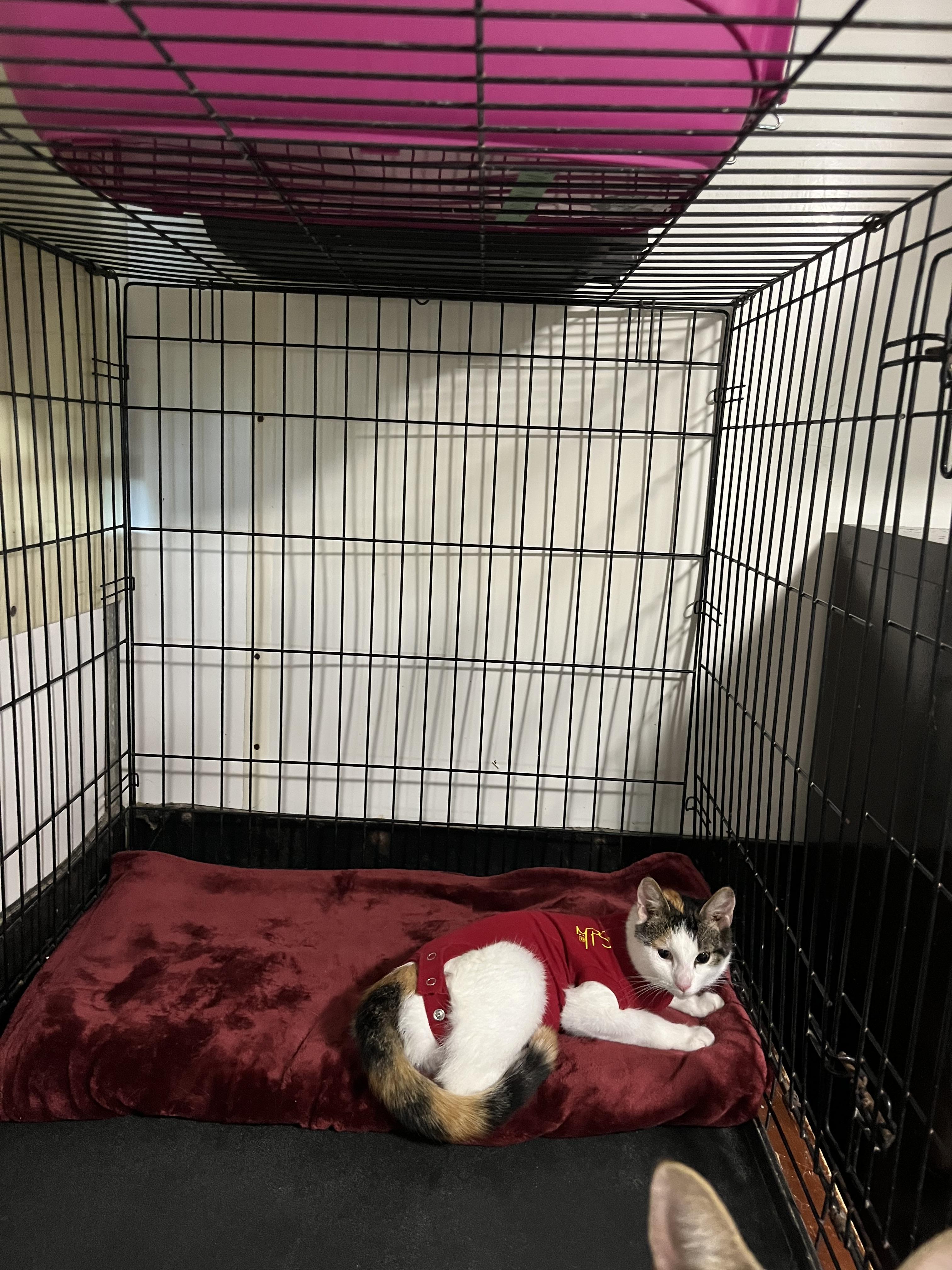 Annie, ADOPTABLE, Young Female Domestic Short Hair.