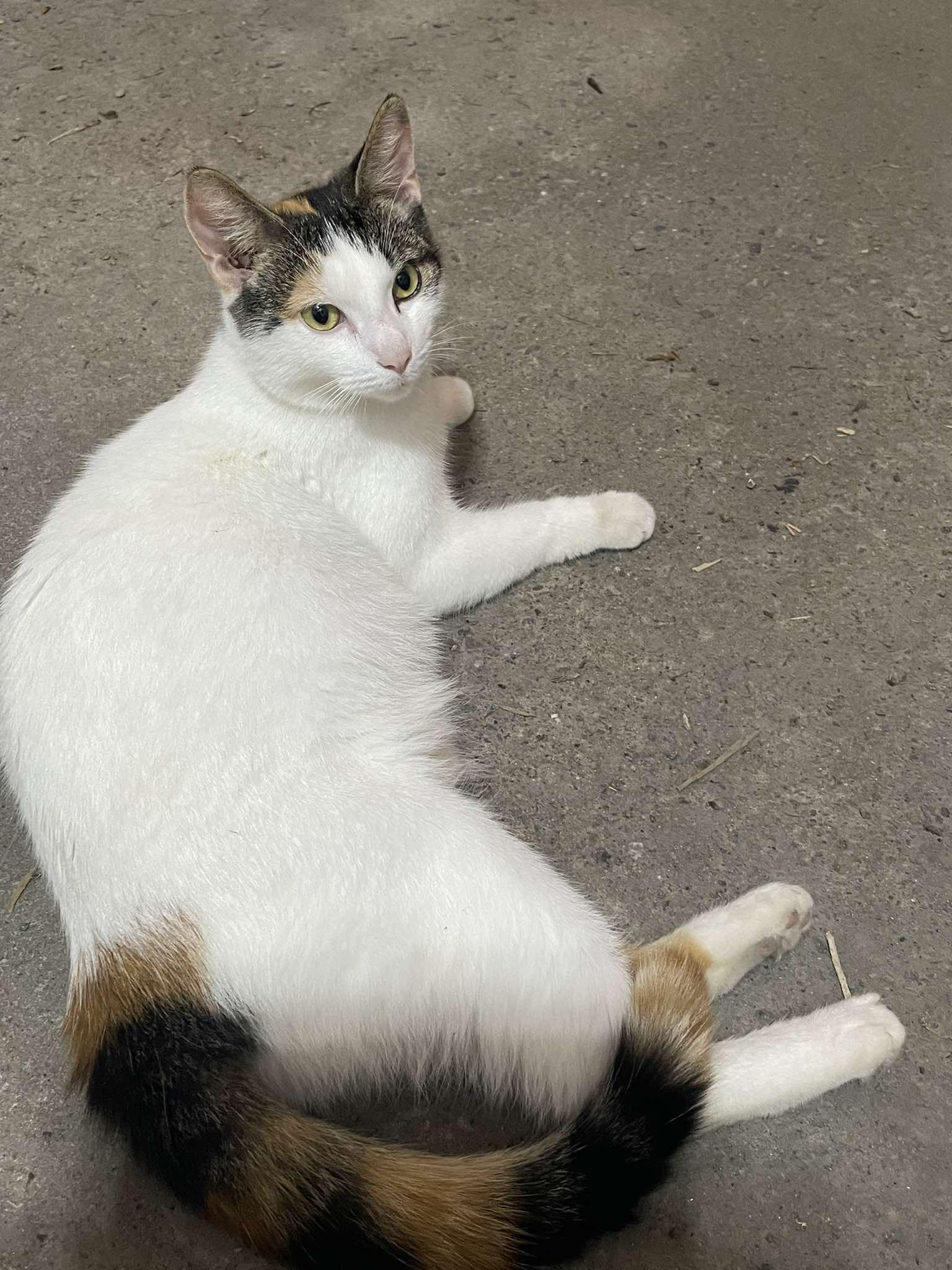 Annie, a ADOPTABLE Domestic Short Hair in Saint-Hyacinthe, QC image 2/2