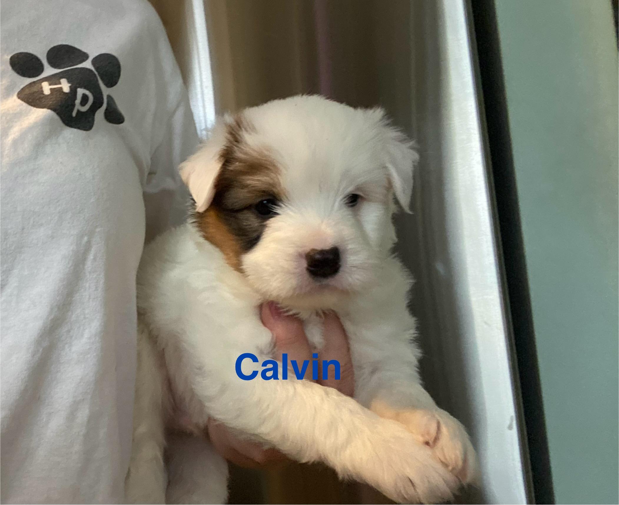 Calvin, Adoptable, Puppy Male Miniature Schnauzer.
