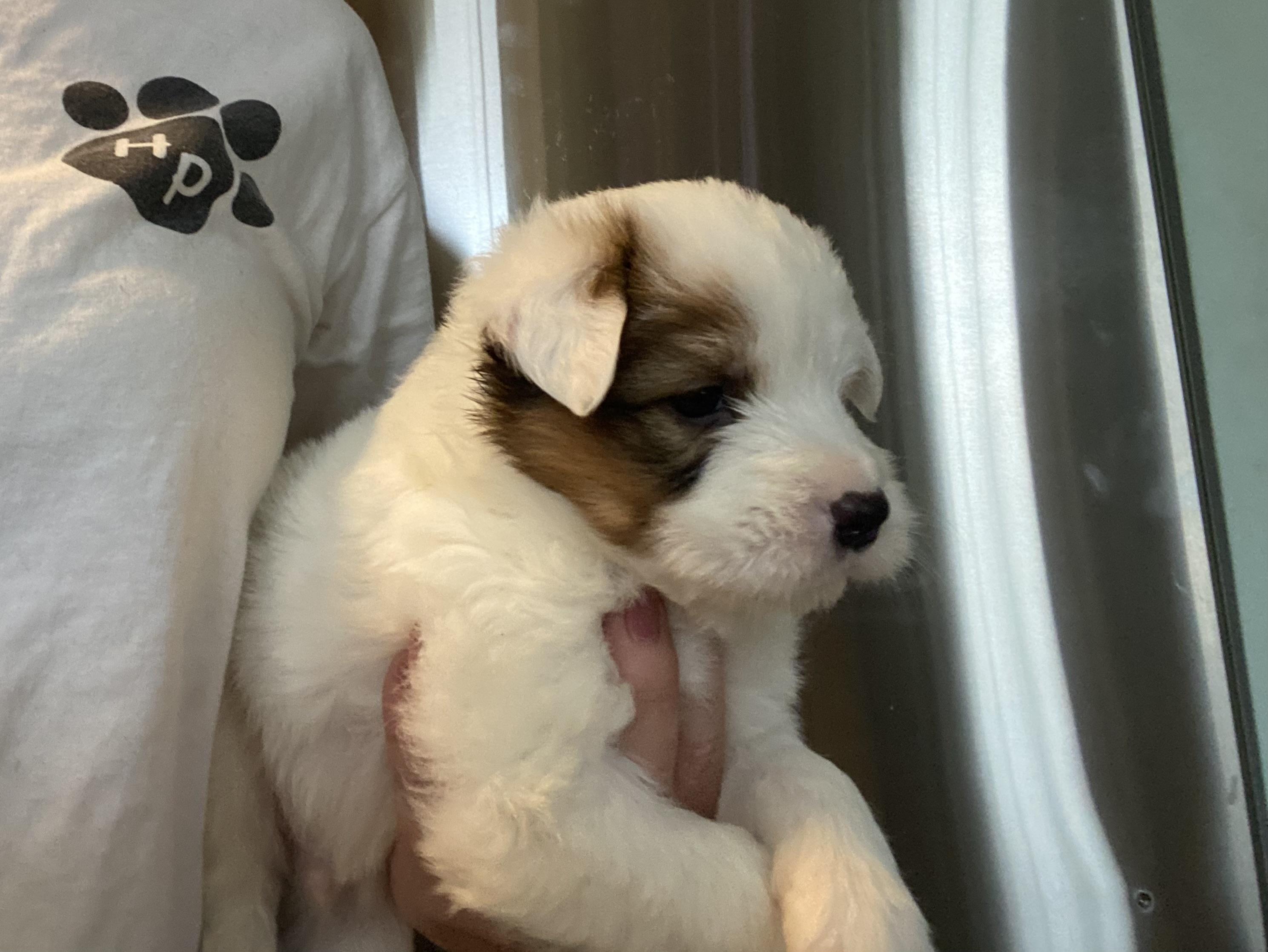 Calvin, a Adoptable mixed breed in Manahawkin, NJ image 2/2