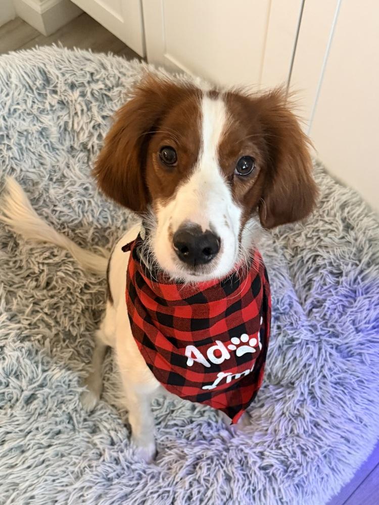 Available - Penny/Indiana, a Adoptable Irish Setter in Havertown, PA image 1/6