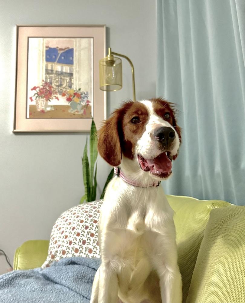 Available - Penny/Indiana, a Adoptable Irish Setter in Havertown, PA image 3/6