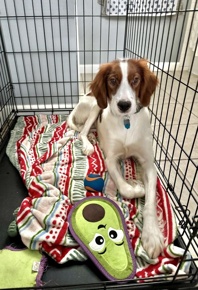 Available - Penny/Indiana, a Adoptable Irish Setter in Havertown, PA image 4/6