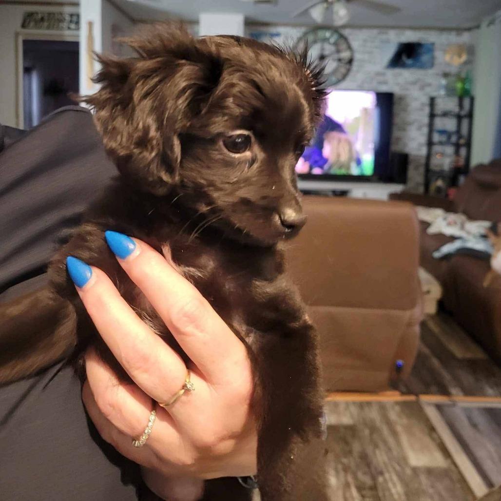 Bluey, Adoptable, Puppy Female Poodle & Chihuahua.
