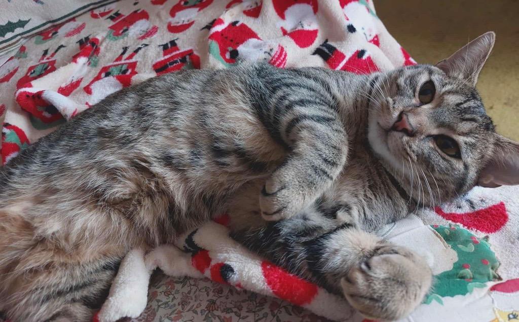 Enlarge Tiger, a Adoptable mixed breed in Fond Du Lac, WI image 1/4