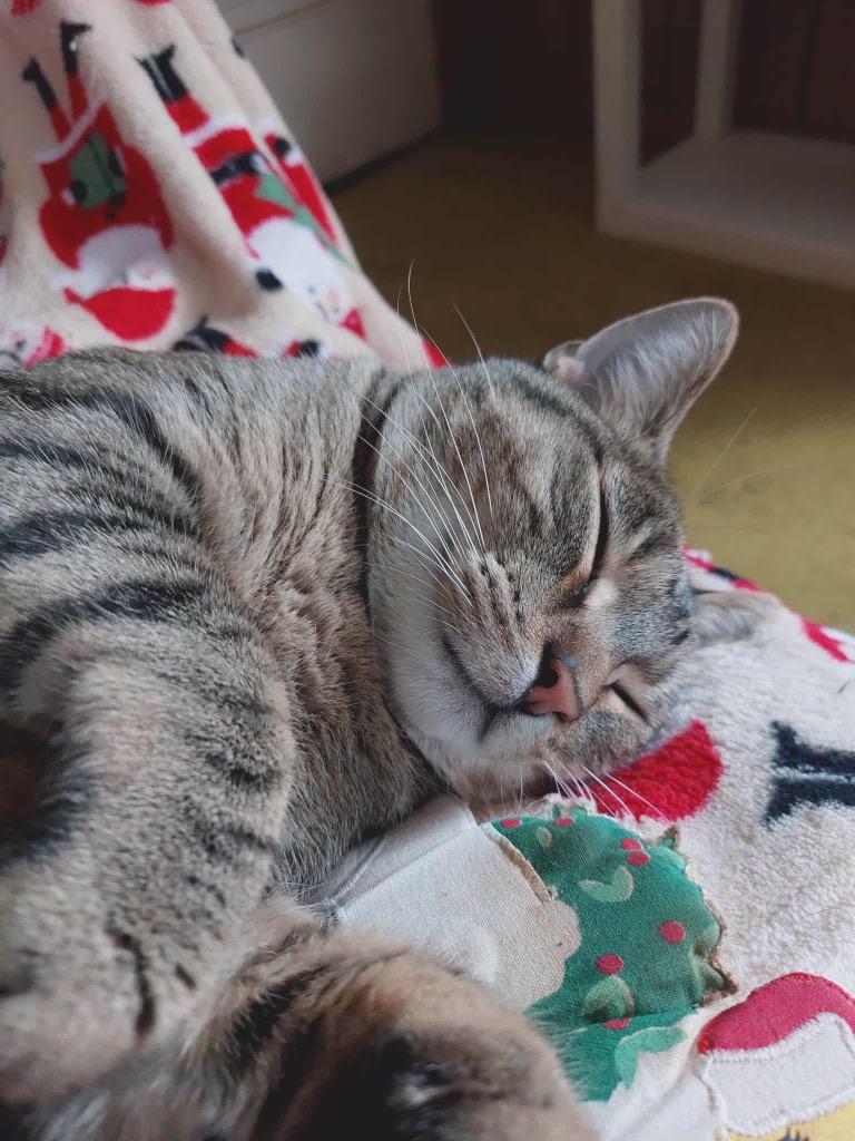 Tiger, a Adoptable mixed breed in Fond Du Lac, WI image 3/4