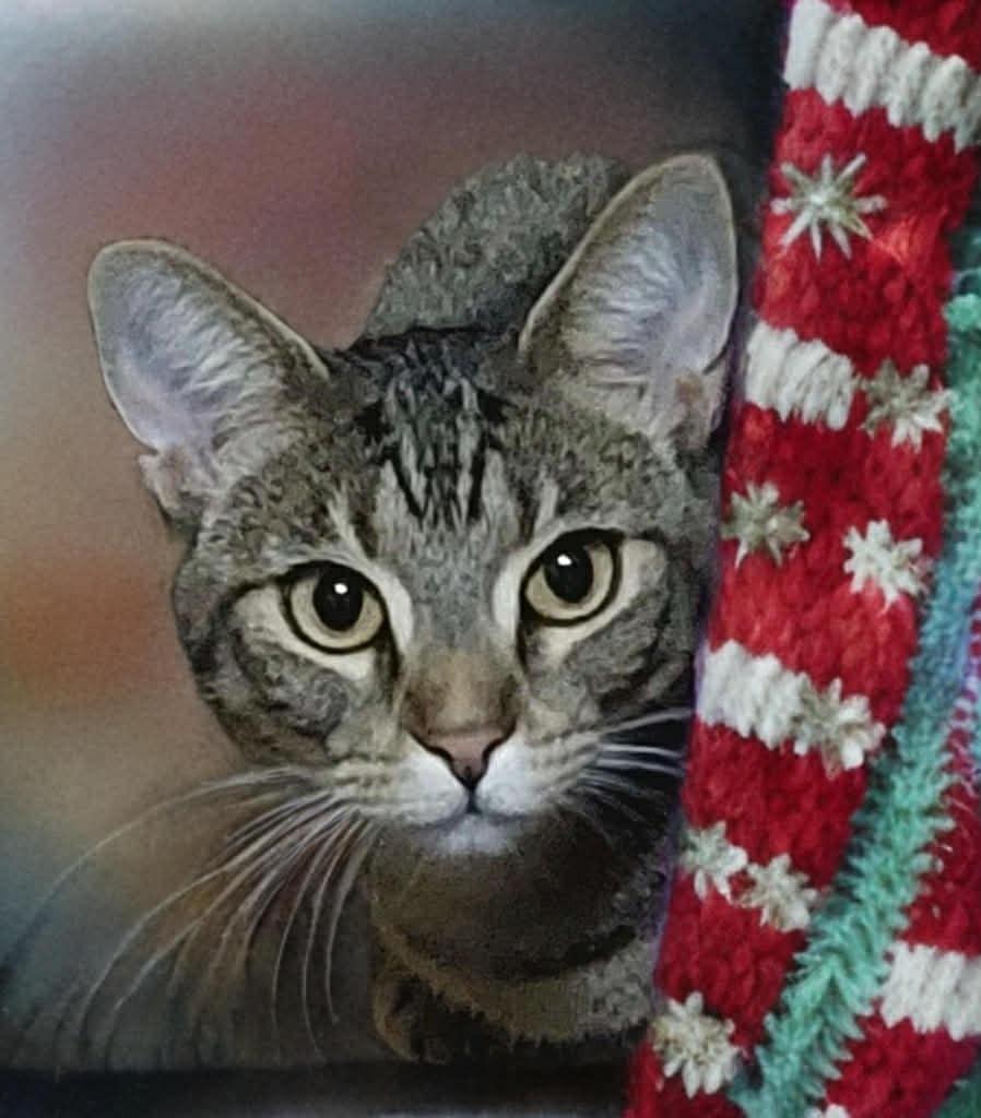 Enlarge Tiger, a Adoptable mixed breed in Fond Du Lac, WI image 3/4