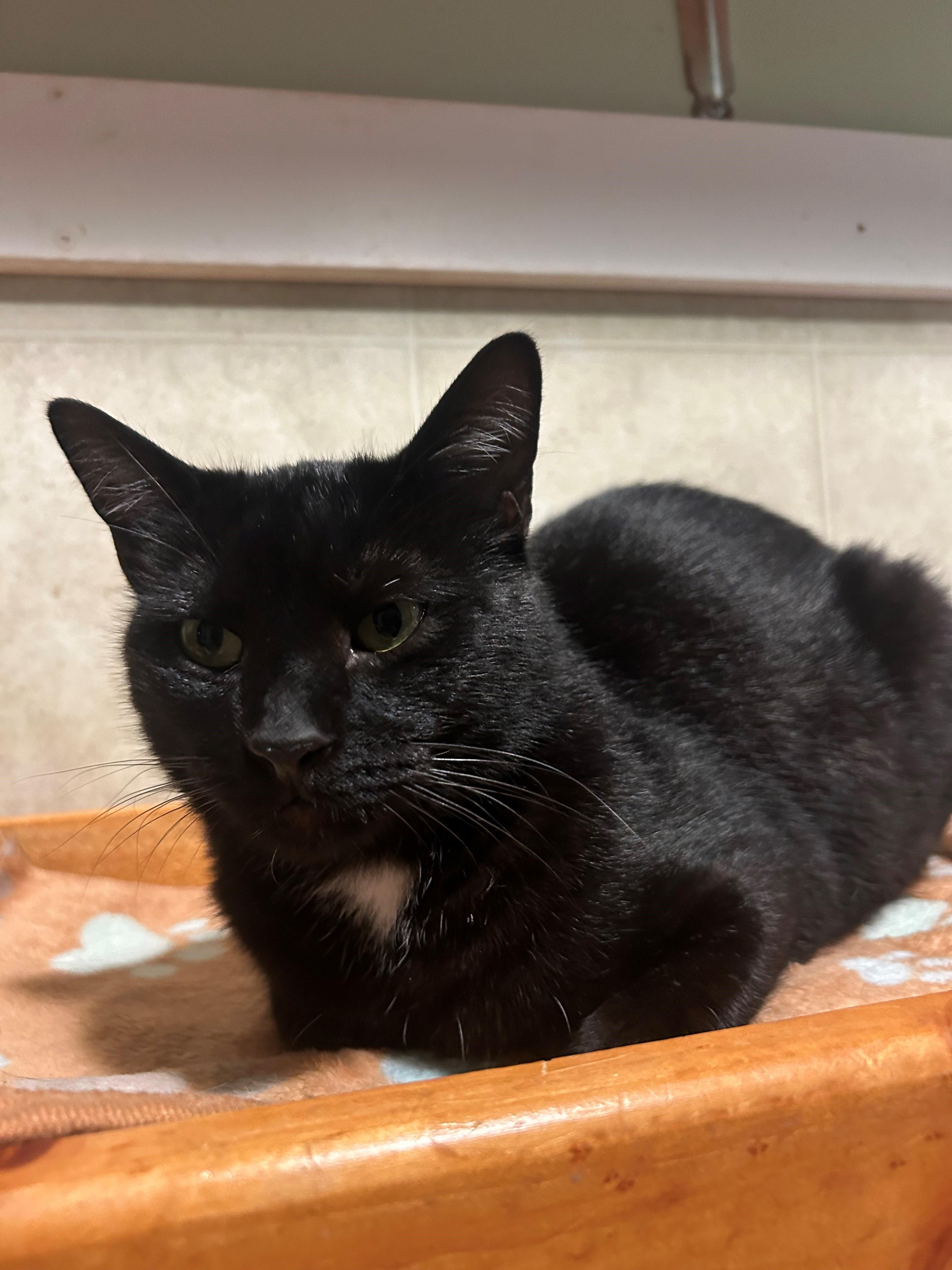 Enlarge Nemo, an adopted Domestic Short Hair in Quilcene, WA image 2/3