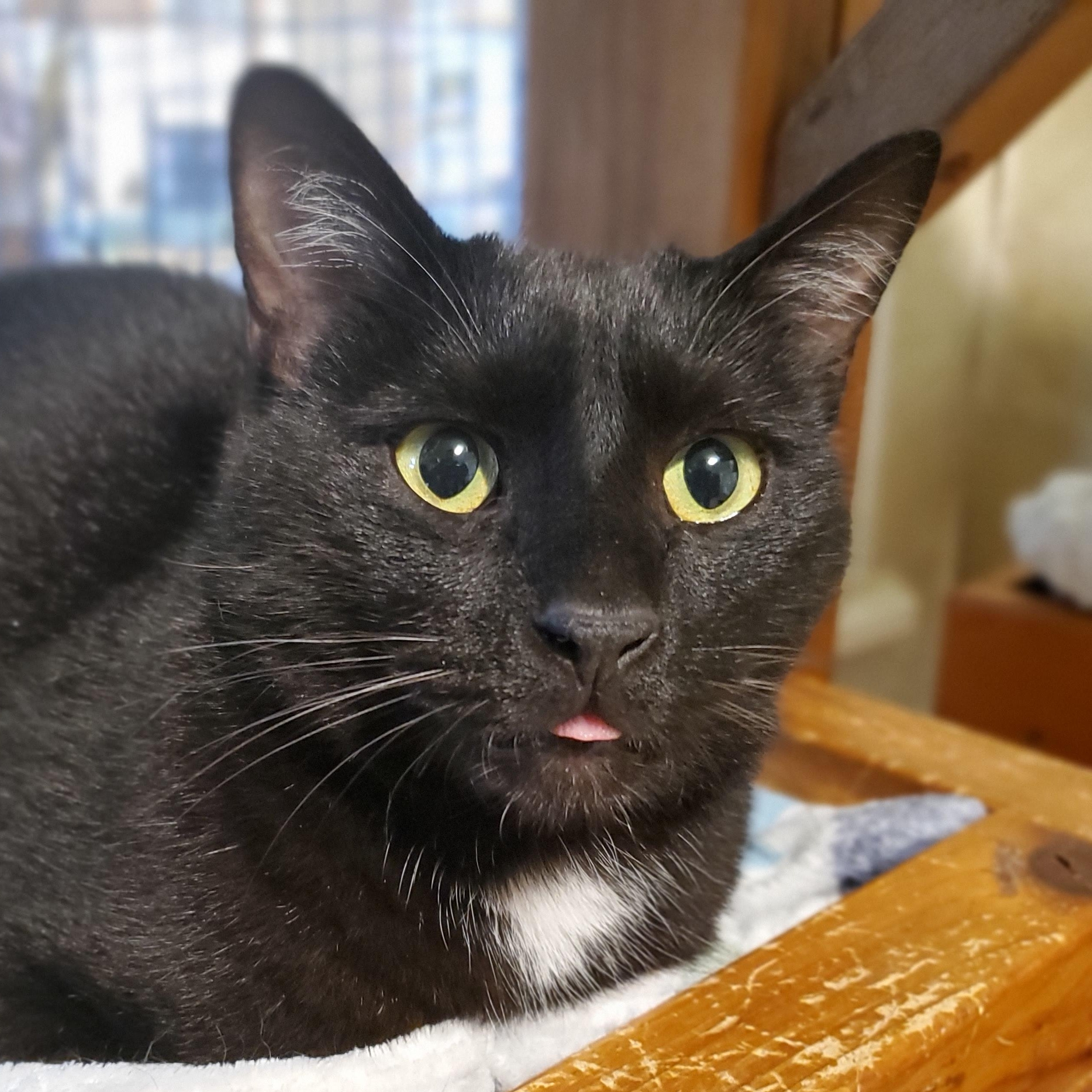 Nemo, adopted, Adult Male Domestic Short Hair.