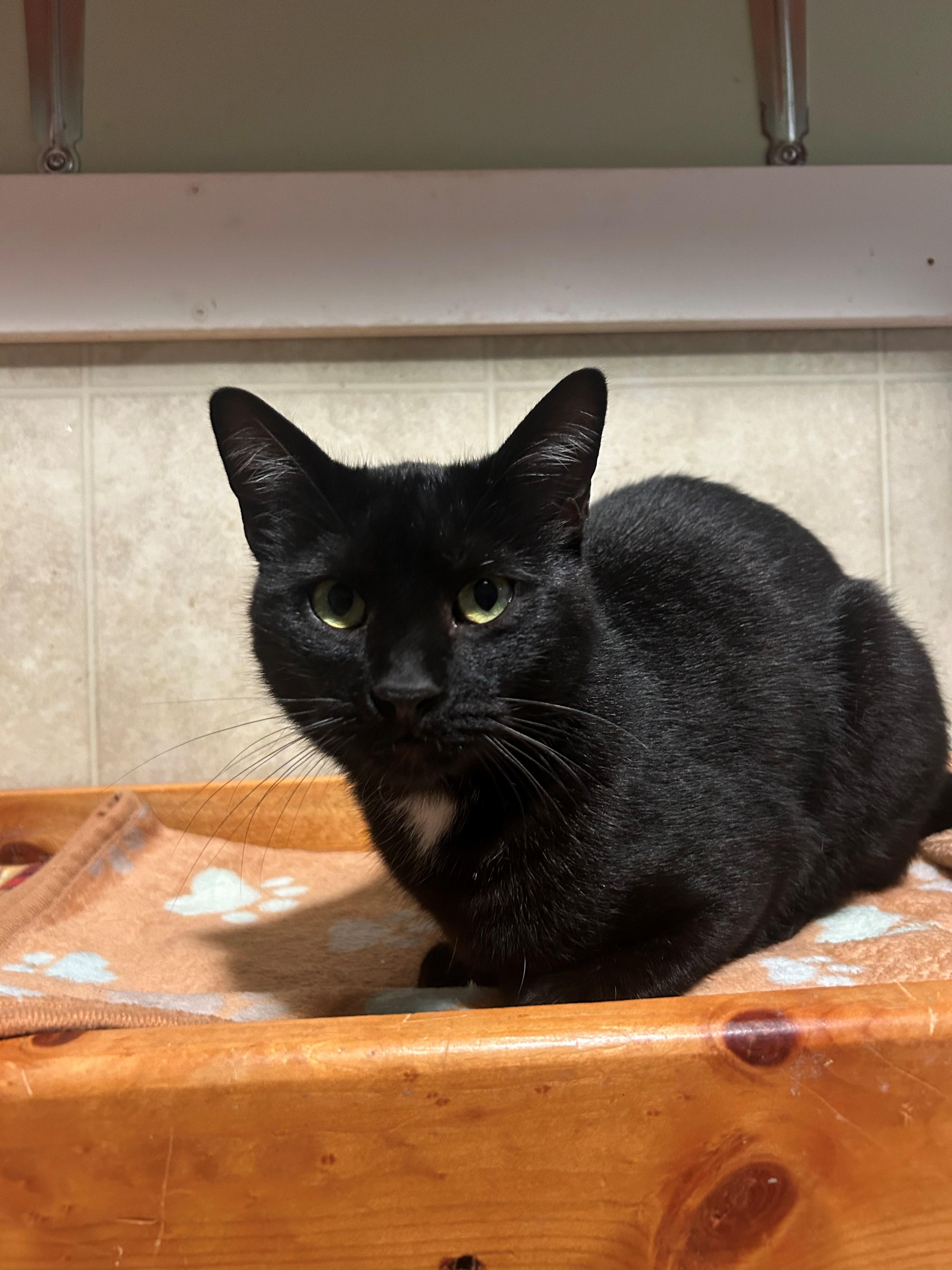 Enlarge Nemo, an adopted Domestic Short Hair in Quilcene, WA image 3/3