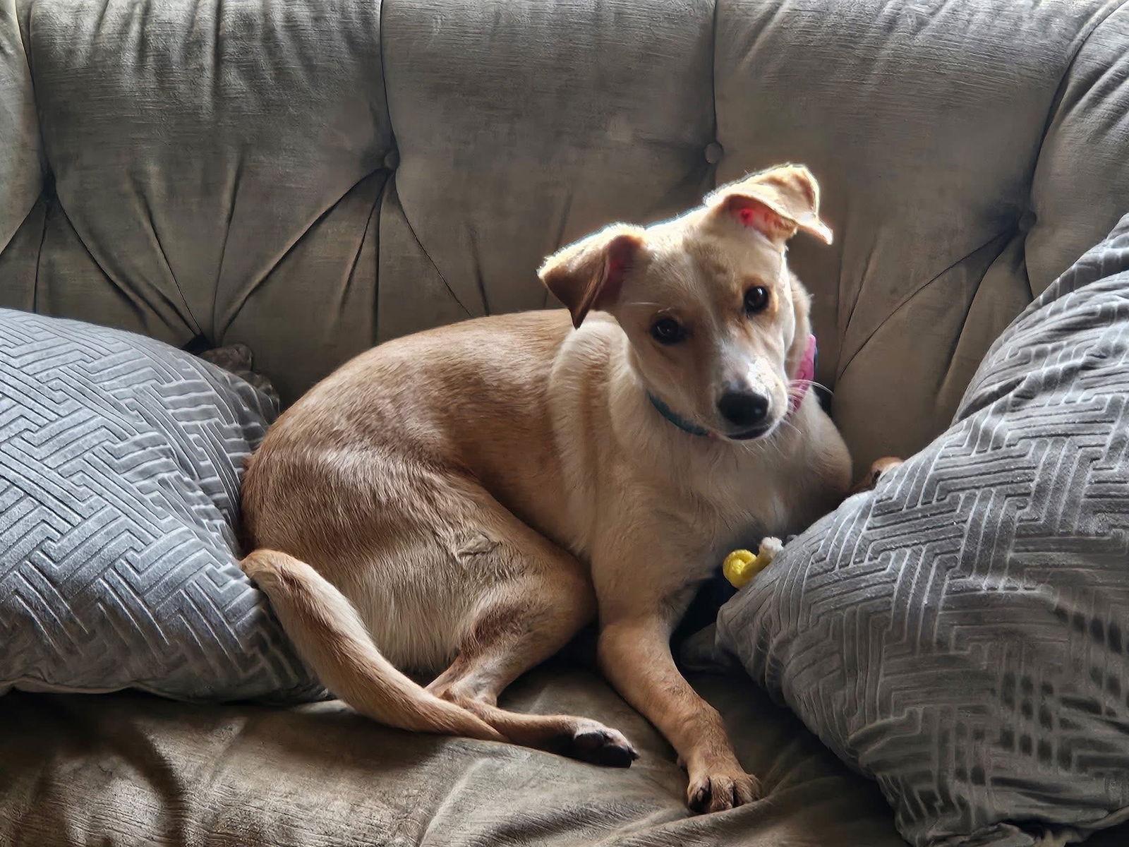 Betsy, Adopted, Young Female Labrador Retriever.