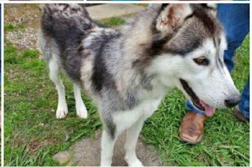 Enlarge Balto(plz read & see parent pics), a Adoptable mixed breed in Silsbee, TX image 1/11