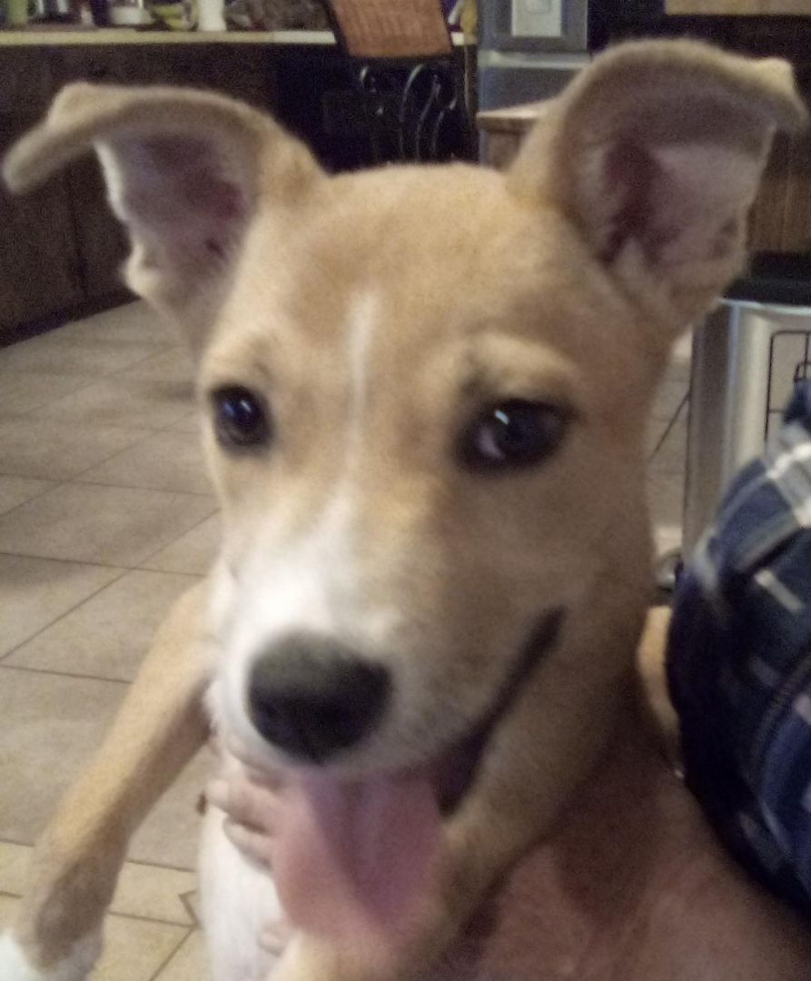 Enlarge Balto(plz read & see parent pics), a Adoptable mixed breed in Silsbee, TX image 2/11