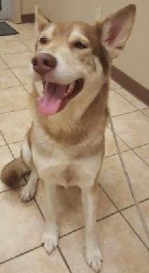 Enlarge Balto(plz read & see parent pics), a Adoptable mixed breed in Silsbee, TX image 3/11
