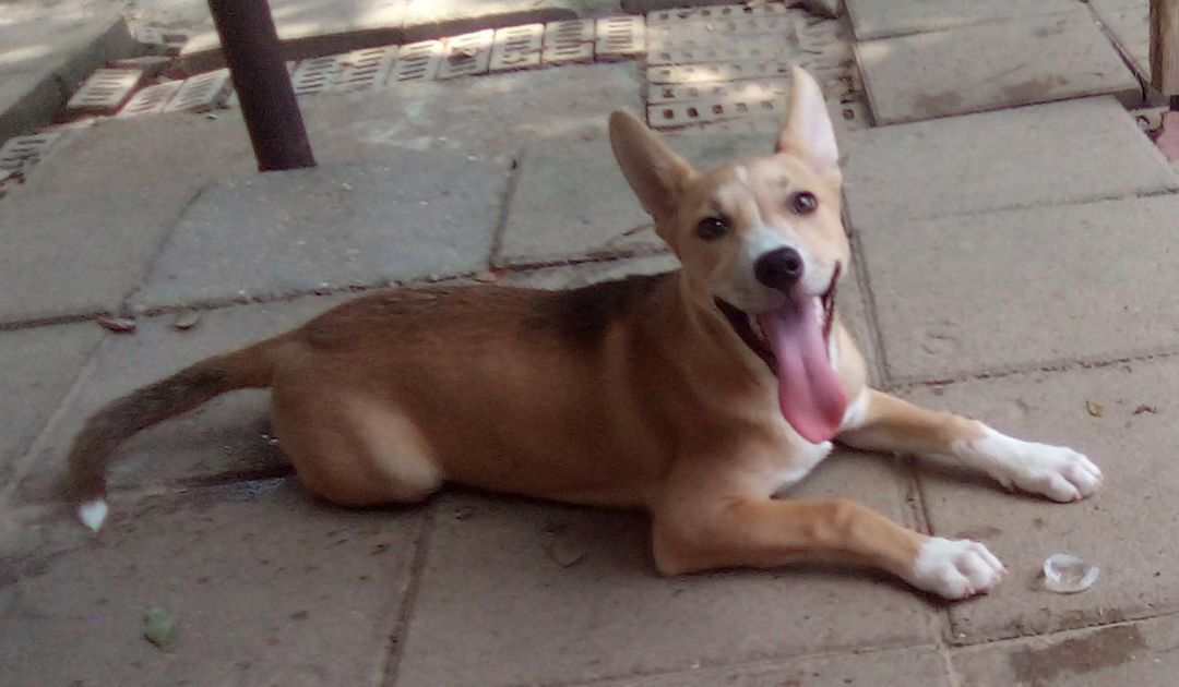 Enlarge Balto(plz read & see parent pics), a Adoptable mixed breed in Silsbee, TX image 4/11