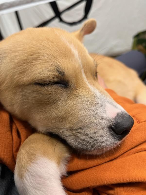 Enlarge Balto(plz read & see parent pics), a Adoptable mixed breed in Silsbee, TX image 5/11