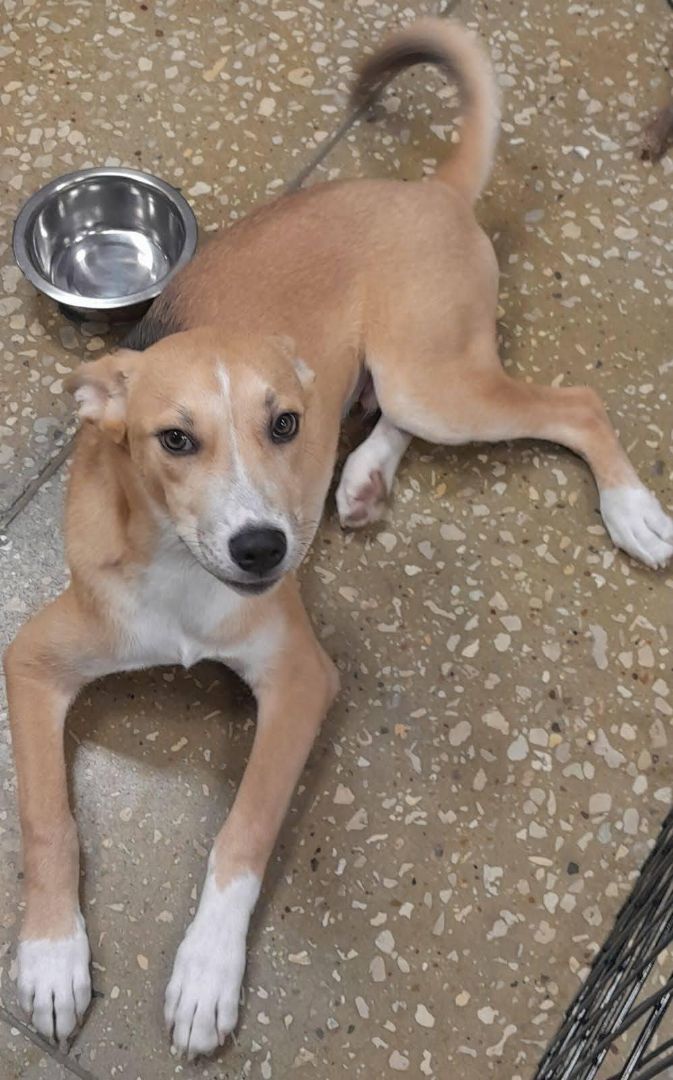 Enlarge Balto(plz read & see parent pics), a Adoptable mixed breed in Silsbee, TX image 6/11