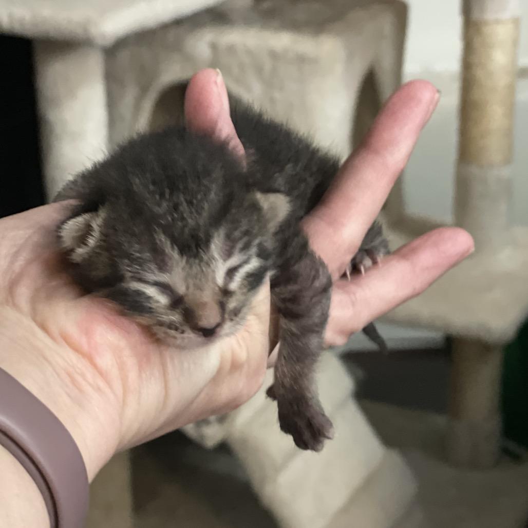 Silas, Adoptable, Kitten Male Domestic Short Hair.