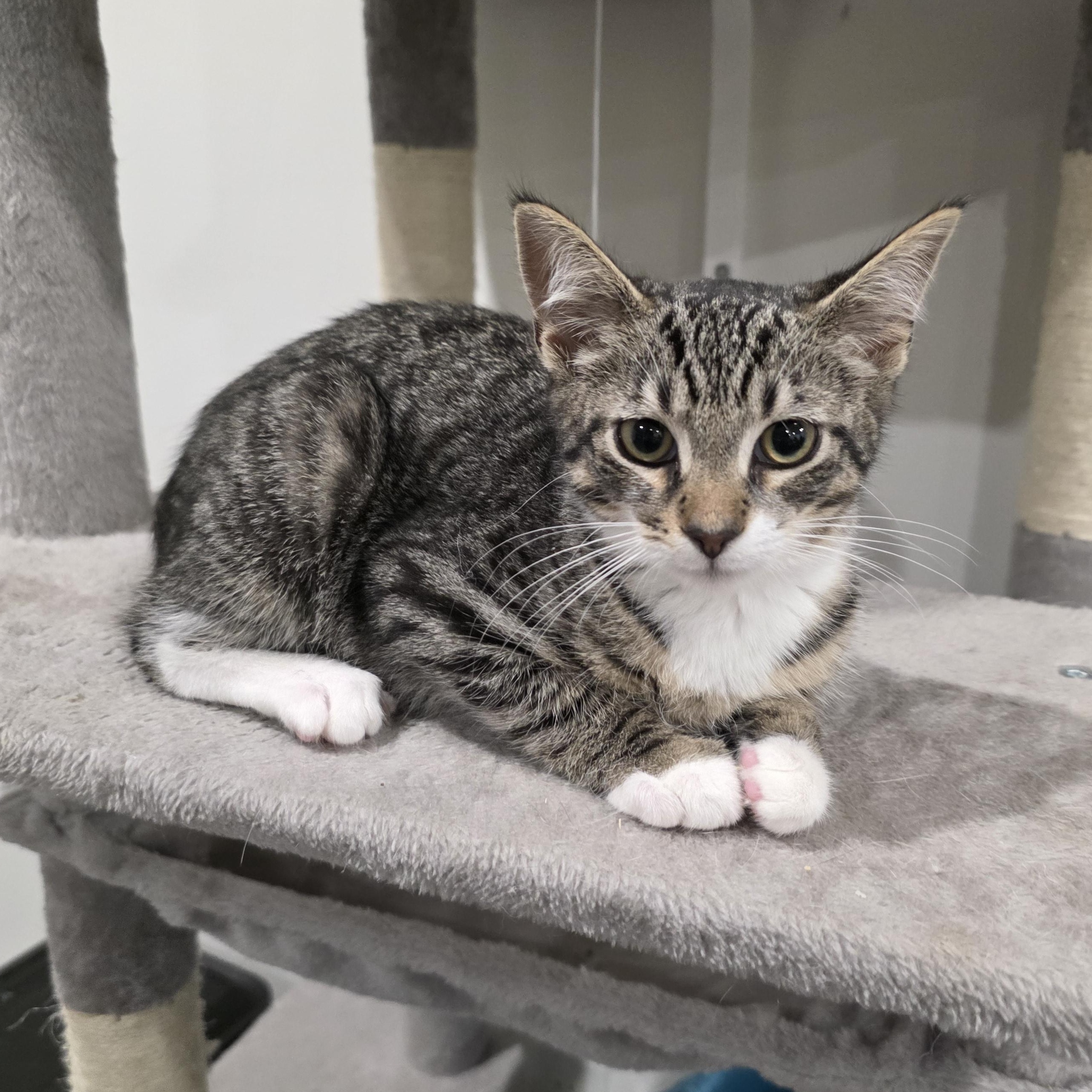 Hattie, Adoptable, Kitten Female Domestic Short Hair & Tabby.