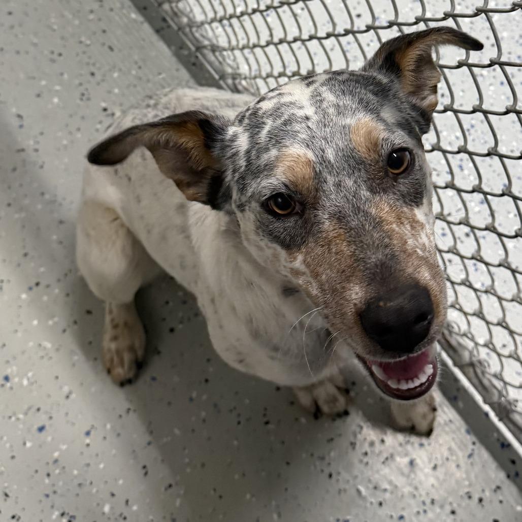 Enlarge Kalliope, a Adoptable mixed breed in Marion, VA image 1/1