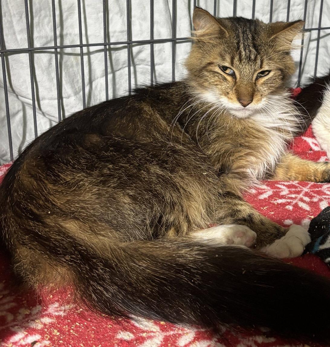 Enlarge Phyllis, a Adoptable mixed breed in West Palm Beach, FL image 1/1