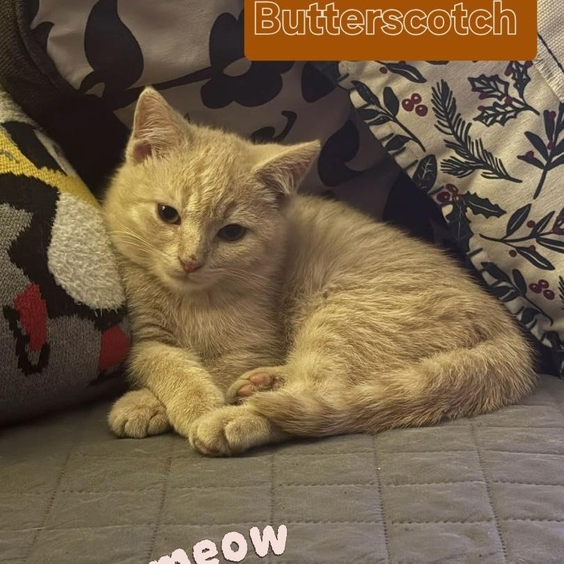 Enlarge Butterscotch, a ADOPTABLE Domestic Short Hair in Bentonville, AR image 1/1