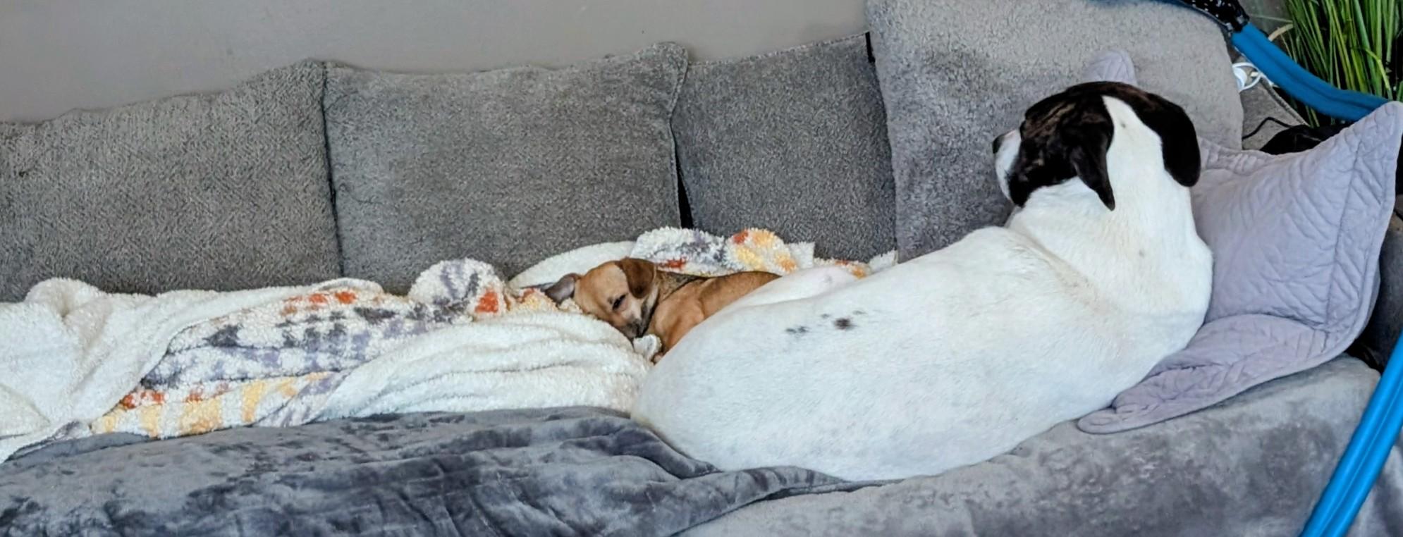 Fiona, a ADOPTABLE Chihuahua in Homer Glen, IL image 5/6