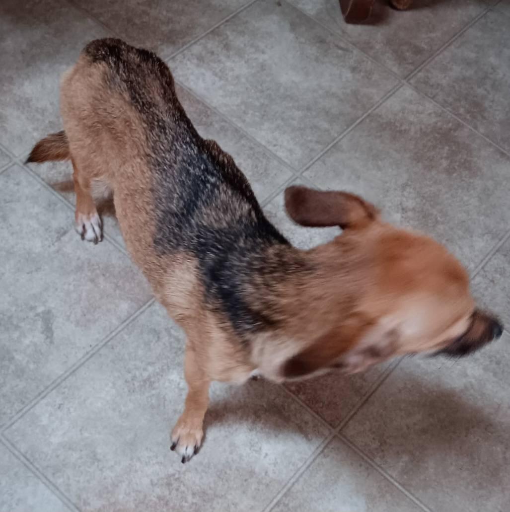 Fiona, a ADOPTABLE Chihuahua in Homer Glen, IL image 6/6