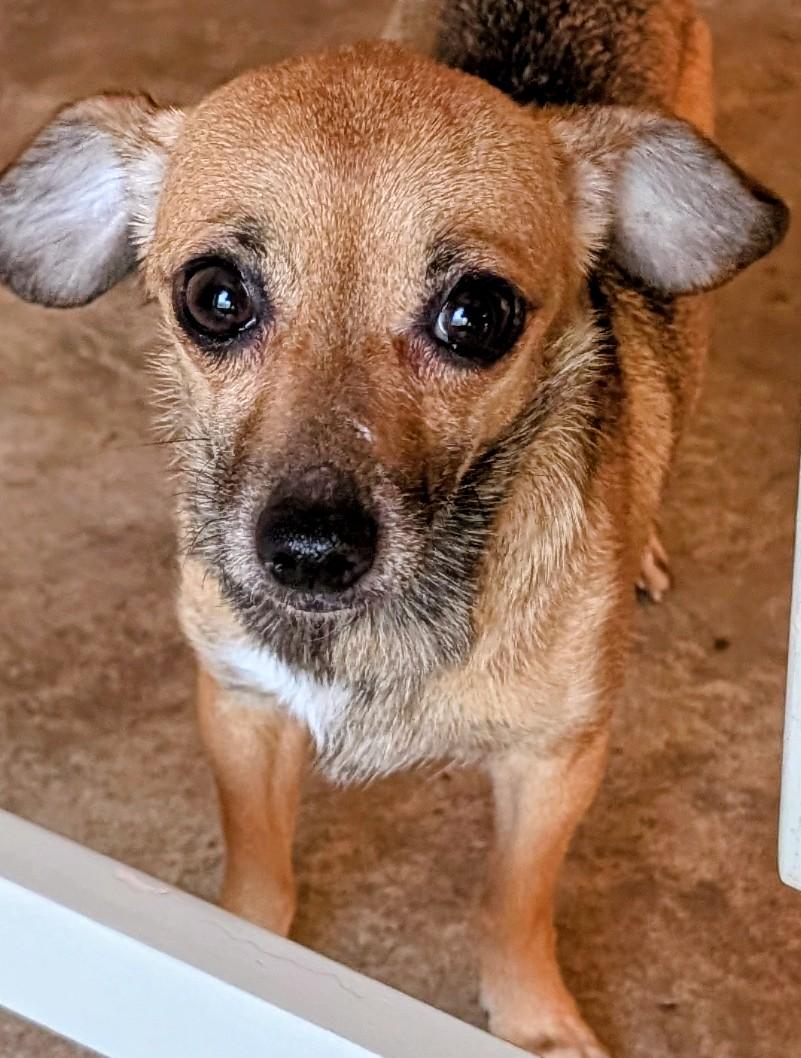Fiona, ADOPTABLE, Adult Female Chihuahua.