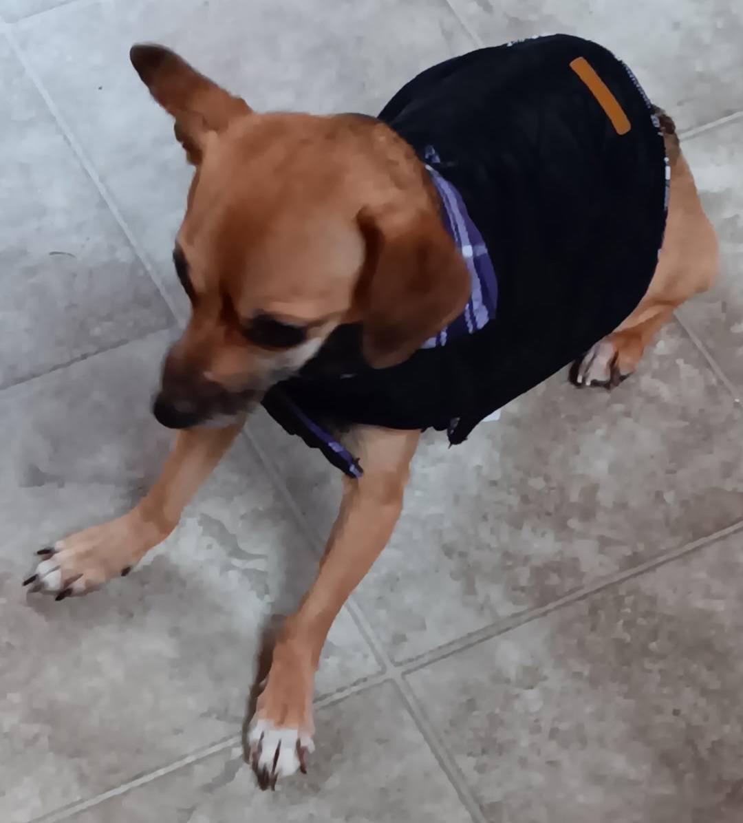 Fiona, a ADOPTABLE Chihuahua in Homer Glen, IL image 3/6